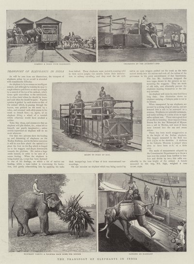 Přeprava slonů v Indii od English Photographer