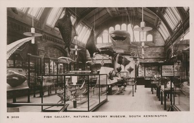 Victoria und Albert Museum, South Kensington, Londýn, rybí galerie od English Photographer