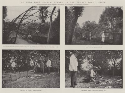 The Wild Fowl Season, Scény na Grange Decoy, Essex od English Photographer