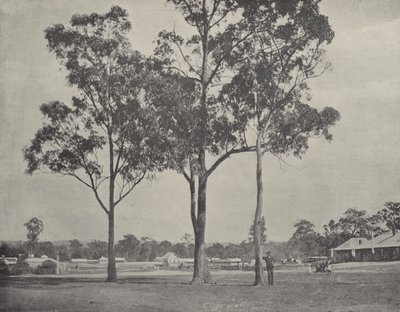 Toongabbie od English Photographer