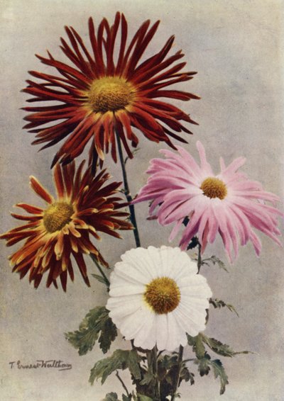 Typy jednotlivých květů (barevné foto) od English Photographer