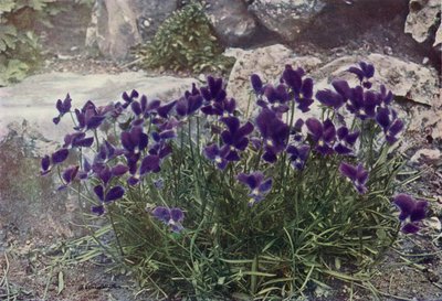 Viola Gracilis (barevné foto) od English Photographer