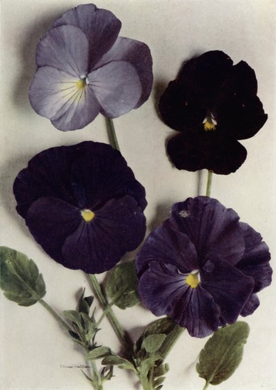 Violy, Maggie Mott, Admirál Blues, Archibald Grant a Jenny M