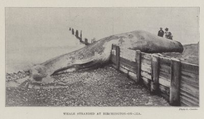 Velryba uvízla v Birchington-on-Sea od English Photographer