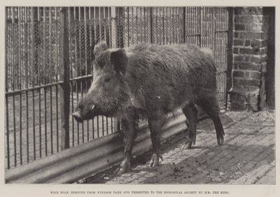 Divoké prase, odstraněné z Windsorského parku a předloženo Zoologické společnosti HM králem od English Photographer