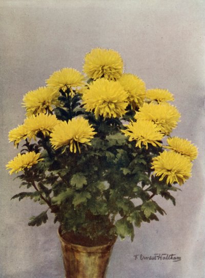 Žlutá Caprice du Printemps od English Photographer