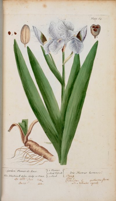 (Zahrada) Flower-de-Luce. Kosatec, z 