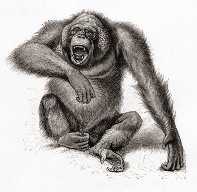 Orangutan bornejský, Pongo pygmaeus, psaný také orangutan, orangutang nebo orangutang. Z Meyersova lexikonu, vydaného v roce 1924 (tisk). od English School