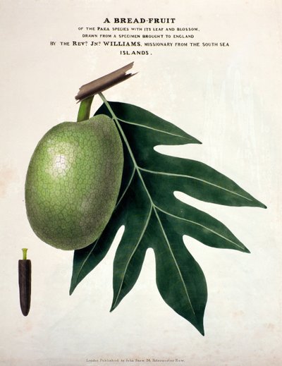 Chléb-ovoce, asi 1825 (ručně kolorovaná litografie) od English School
