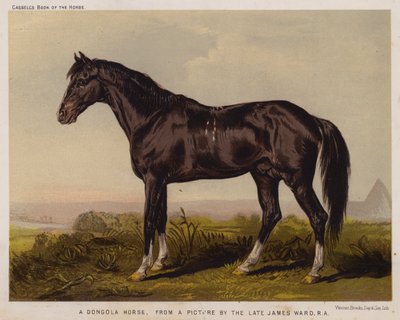 A Dongola Horse (barevní členové) od English School