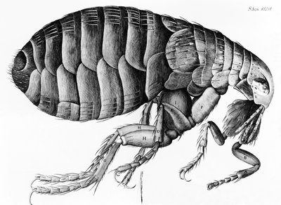 Blecha z mikroskopického pozorování Robert Hooke (1635-1703), 1665 od English School