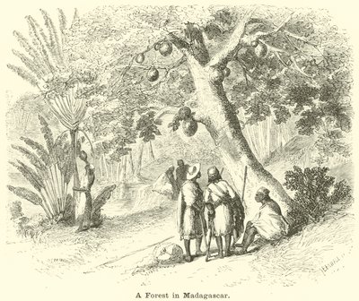 Les na Madagaskaru od English School
