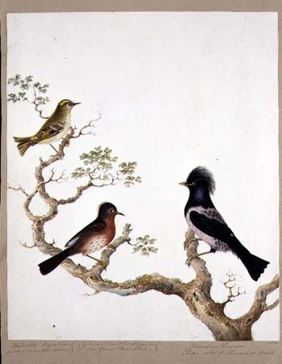 Střízlík zlatý, pěnice Dartford a drozd nebo Ouzel, 1824 (wc na papíře) od English School