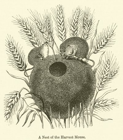 A Nest of the Harvest Mouse (rytina) od English School