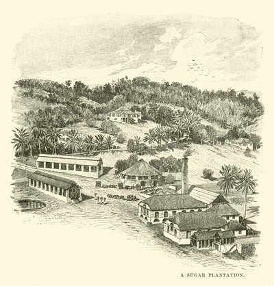 Cukrová plantáž od English School