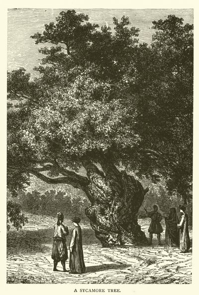 Sycamore Tree (rytina) od English School