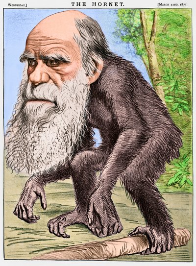 "Ctihodný Orang-outang", karikatura Charlese Darwina jako opice od English School