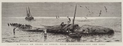Velryba na pobřeží v Edkou, poblíž Alexandrie, „Off She goes“ (rytina) od English School
