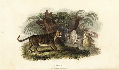 Tygr, Panthera tigris, vystrašený Angličankou mávající deštníkem od English School