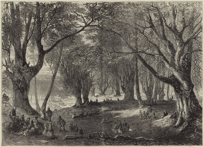 Pohled na Epping Forest od English School