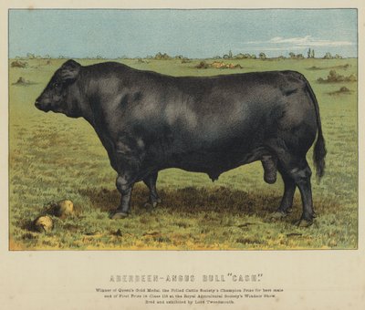 Býk plemene Aberdeen-Angus "Cash" (barevná litografie) od English School