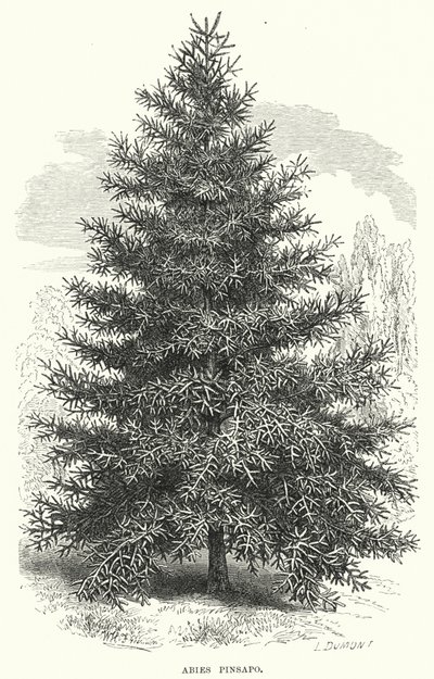Abies Pinsapo (rytina) od English School