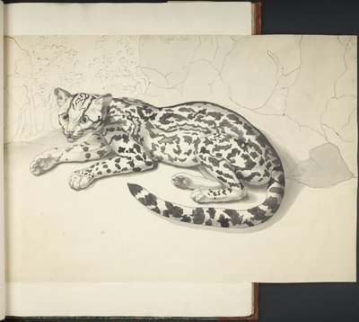 Přidejte MS 11807 f.9 Tyger Cat, z „Kresby různých zvířat a ptáků, ve velkém měřítku, inkoustem a tužkou“ (indický inkoust na papíře) od English School
