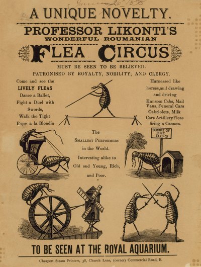 Reklama na profesora Likontise Nádherný rumunský bleší cirkus od English School