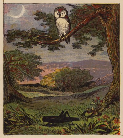 Ezopovy bajky: Owl and the Grasshopper (barevné lito) od English School