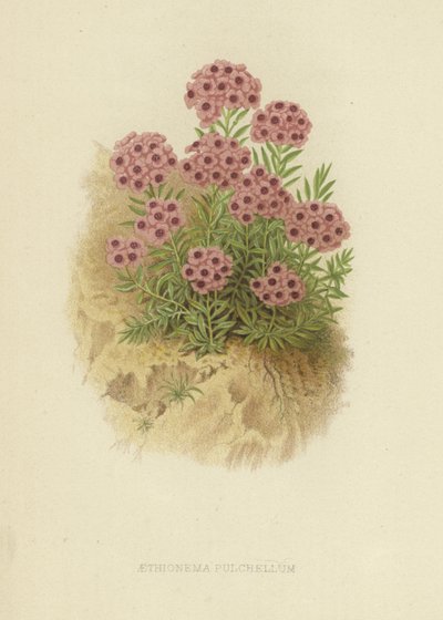 Aethiona pulchellum od English School