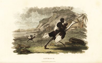 Afričtí muži a chlapci na ochočených pštrosech ve francouzské továrně poblíž Podoru v Senegalu od English School