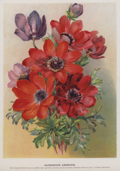 Aldborough Anemones od English School