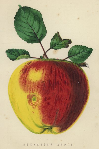Alexander Apple od English School