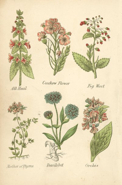 All Heal, Cuckow Flower, Fig Wort, Mother of Thyme, Devilsbit, Orchis (barevná litografie) od English School
