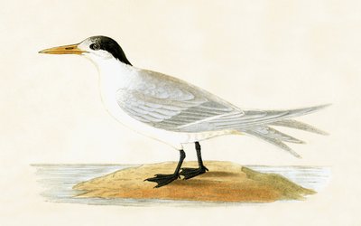 Allied Tern, ilustrace z „Historie ptáků Evropy nepozorovaných na Britských ostrovech“ od Charlese Roberta Bree (1811-86), vydáno 1867 od English School