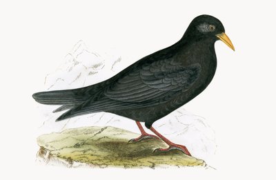 Alpine Chough, ilustrace z „Historie ptáků Evropy nepozorovaných na Britských ostrovech“ od Charlese Roberta Bree (1811-86), vydáno 1867 od English School