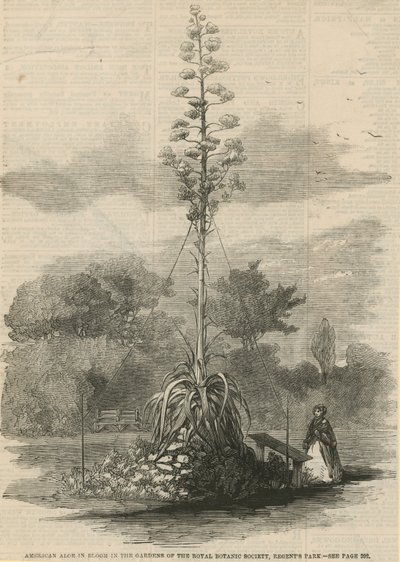 Americká aloe v květu od English School