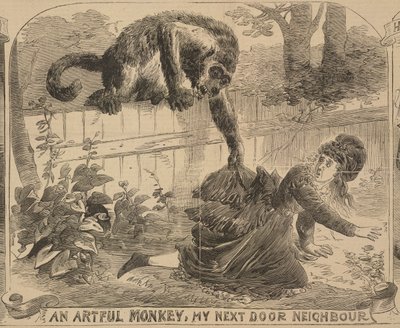 „An Artful Monkey, My Next Door Neighbour“, ilustrace z „Illustrated Police News“, 24. srpna 1872 (litho) od English School