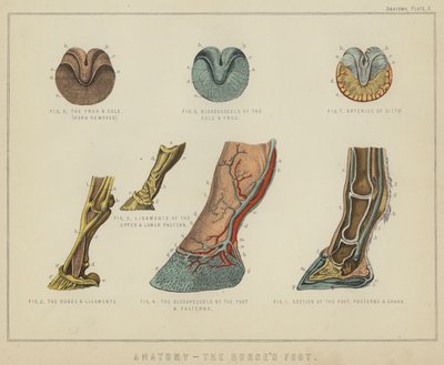 Anatomie, koňská noha (barva lito) od English School