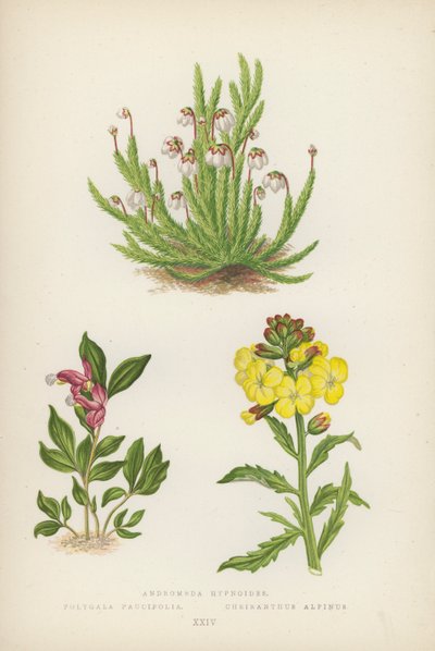 Andromeda hypnoides; Polygala Paucifolia; Cheiranthus Alpinus (barevná litografie) od English School