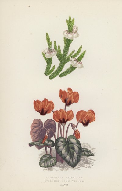 Andromeda Tetragona; Cyclamen Coum Vernum (barevná litografie) od English School
