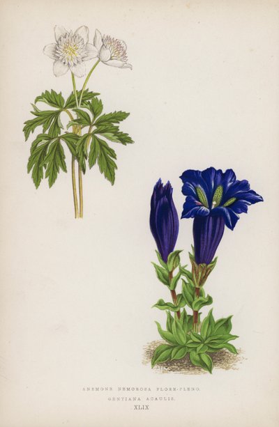 Sasanka dřevitá je plnokvětá; Gentiana Acaulis (barva litho) od English School