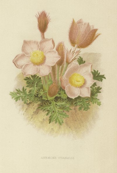 Anemone vernalis od English School
