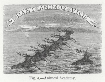 Animosi Academy (rytina) od English School
