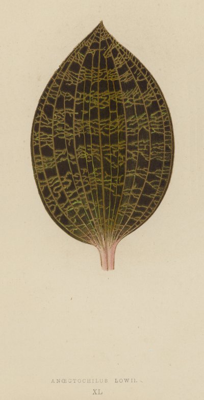 Anoectochilus Lowii od English School