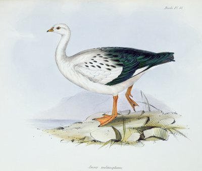 Anser Melanopterus, z The Zoology of the Voyage of H.M.S. Bígl 1832-36, Charles Darwin (1809-92), 1840 od English School