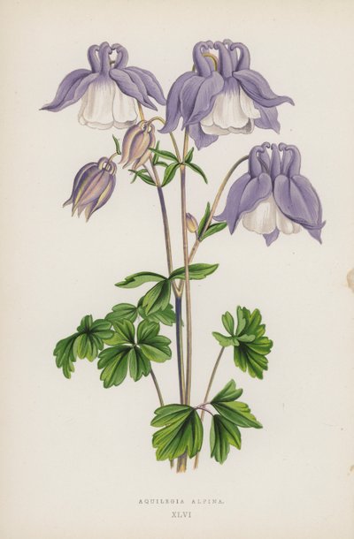 Aquilegia Alpina (barevná lito) od English School