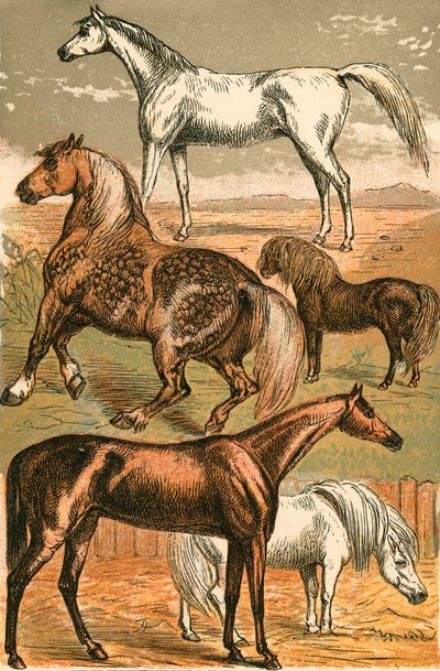 Arabský kůň, vozíkový kůň, závodní kůň, shetlandský pony a pony od English School