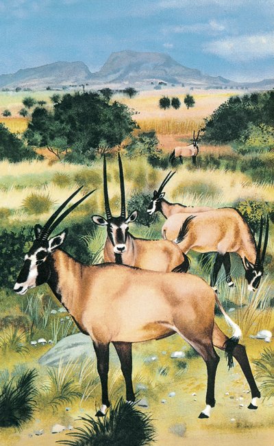 Oryx arabský od English School