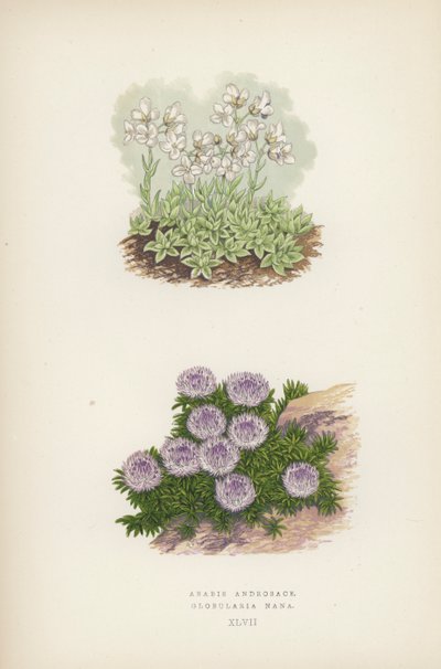 Arabis Androsace; Globularia Nana (barevná lito) od English School